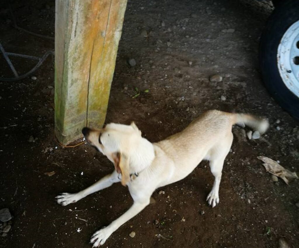 chiquita cagnolina fedele