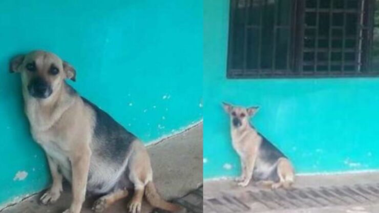 cagnolina abbandonata