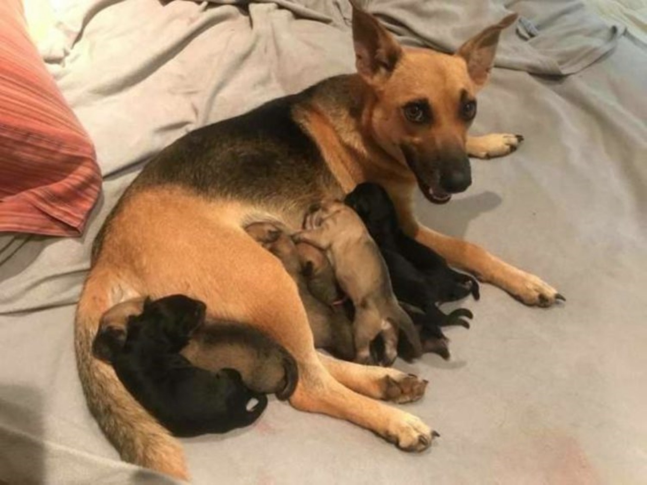 cagnolina abbandnata