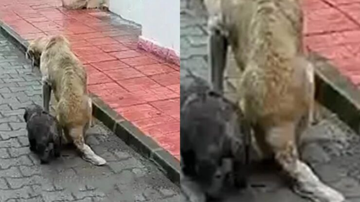 cagnolina viene colpita: donna salva lei e i cuccioli