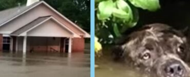 Cane salvato dall'acqua