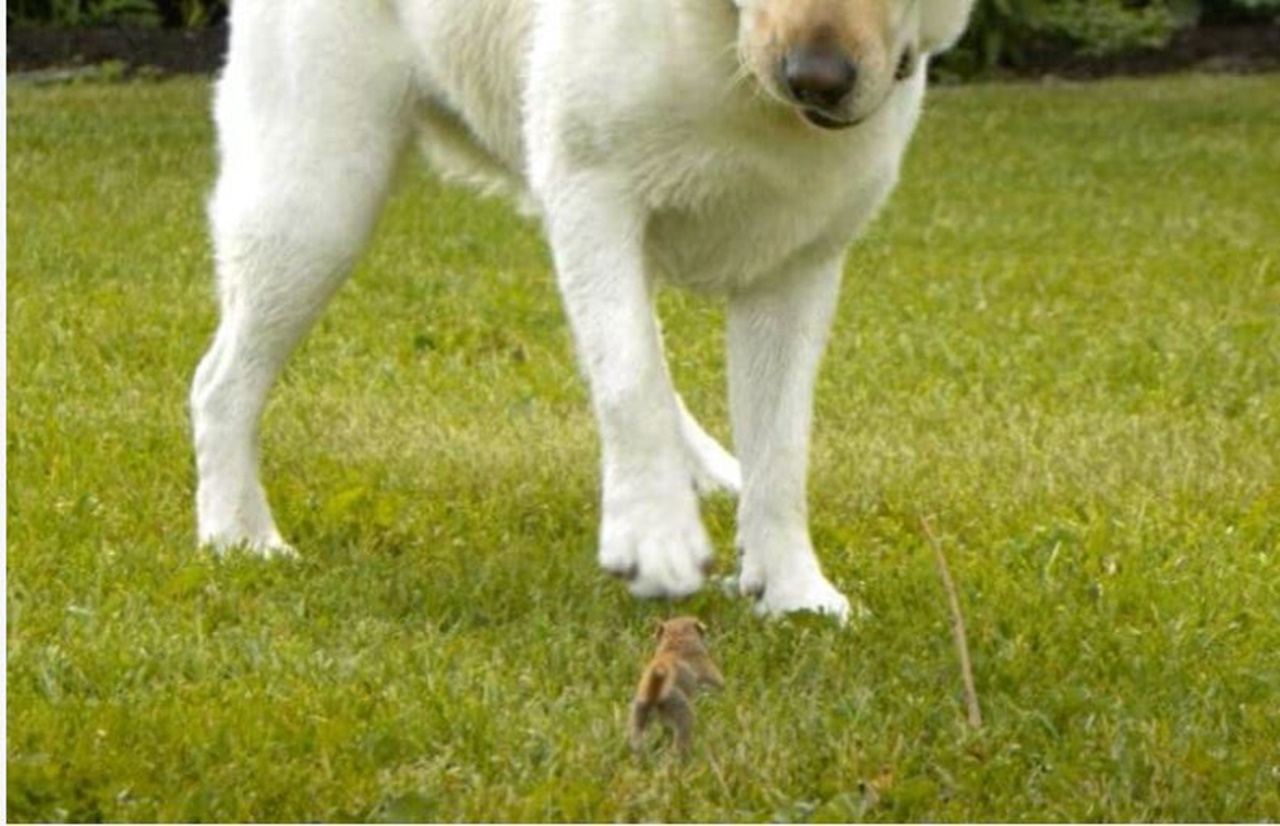 cane adotta giardino