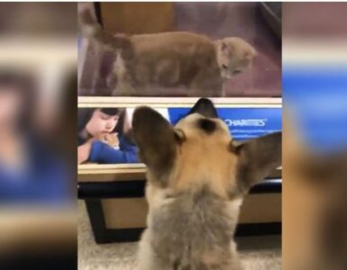 Cane si prodiga per una adozione
