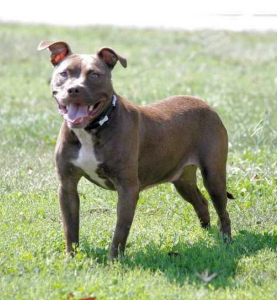 Cane prova l'amore per la prima volta