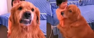 Cane protegge la bambina