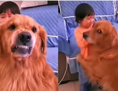 Cane protegge la bambina