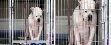 cane con espressione triste canile