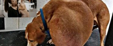 cane con tumore collare