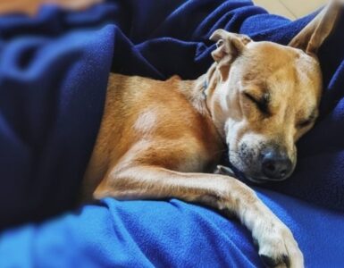 Il cane che fa le fusa come i suoi amici gatti