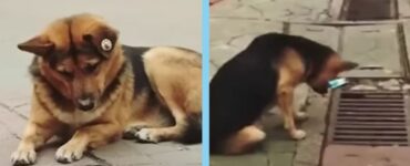 cane guarda tombino