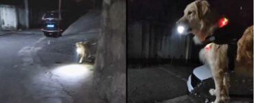 cane illumina torcia