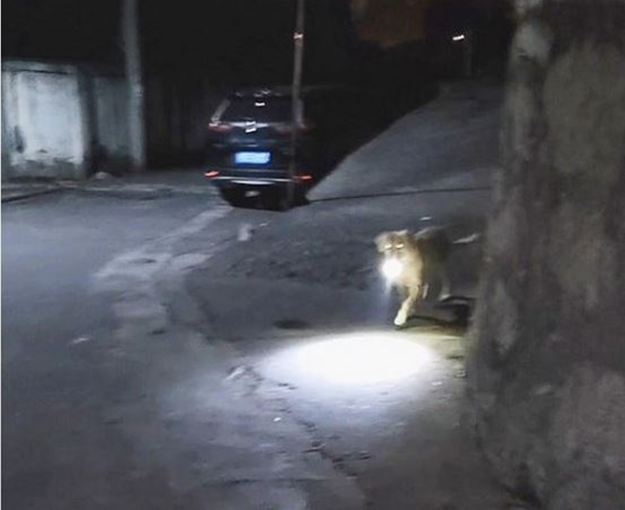 cane illumina strada