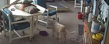 cane intrappolato aiuto