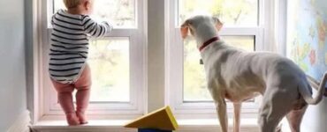cane maltrattato finestra