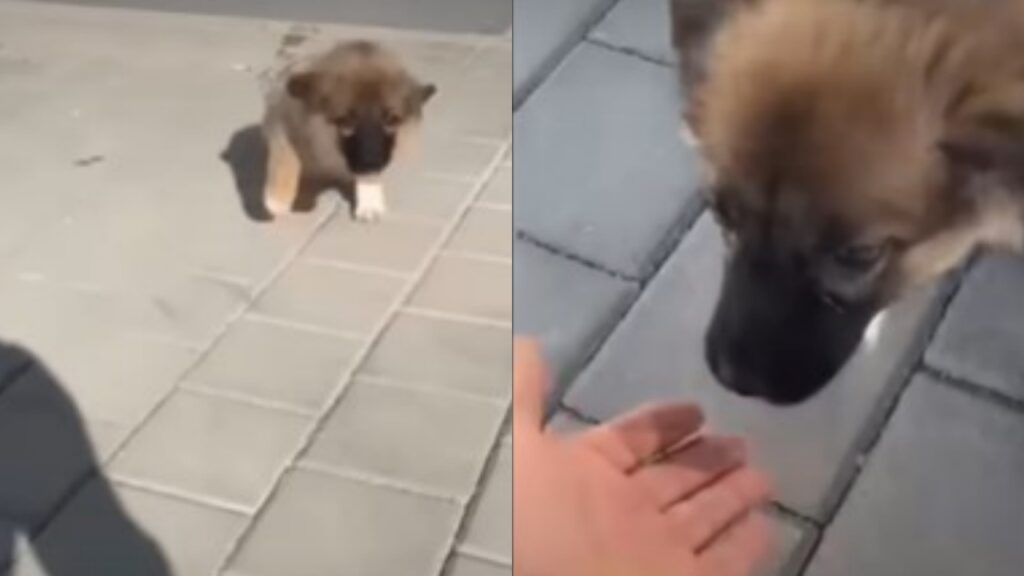 Cane paralizzato riesce a camminare