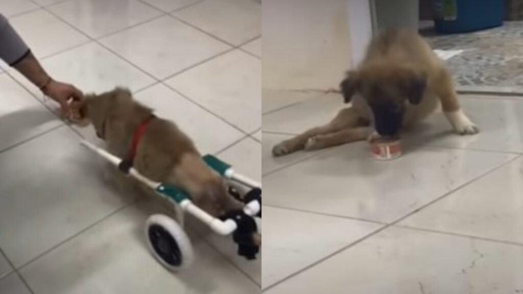 Cane paralizzato riesce a camminare