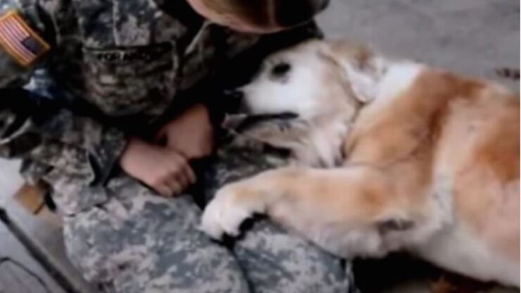 cane piange soldato