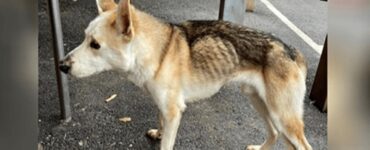 cane scomparso da 8 anni strada