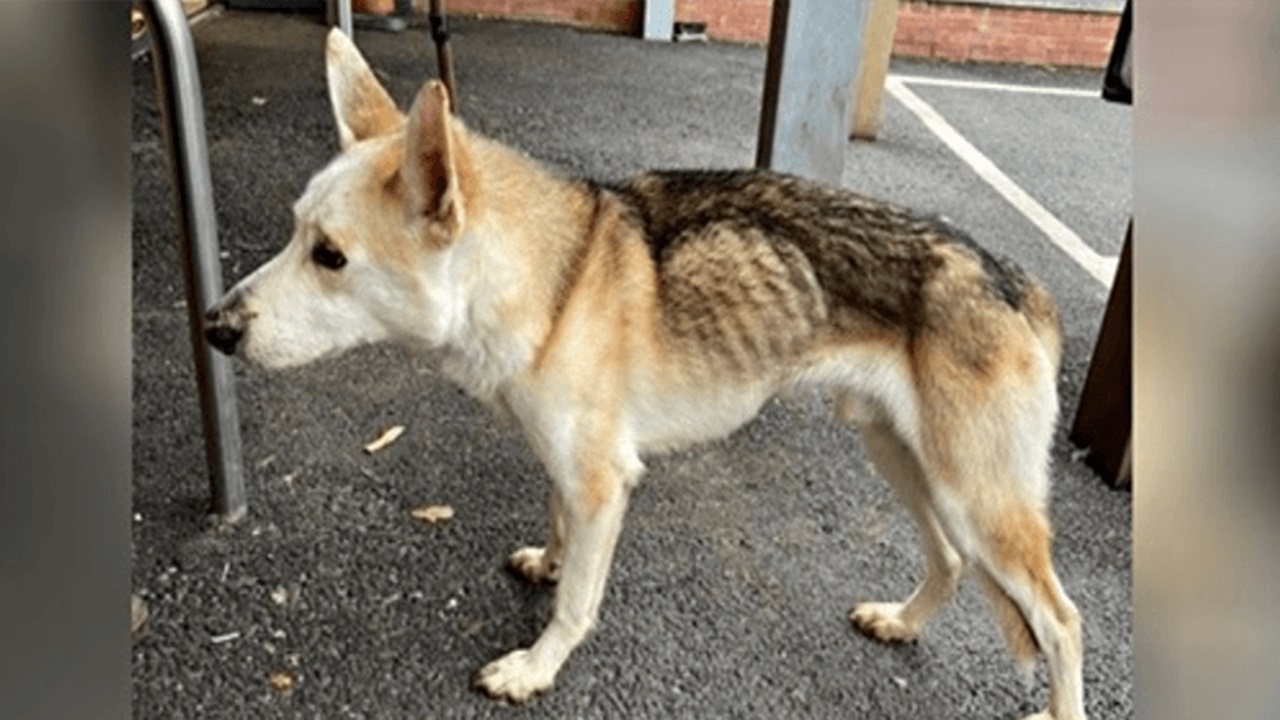 cane scomparso da 8 anni strada