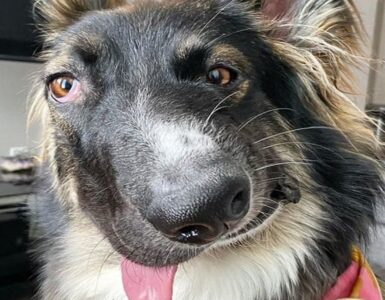cane sfigurato lingua