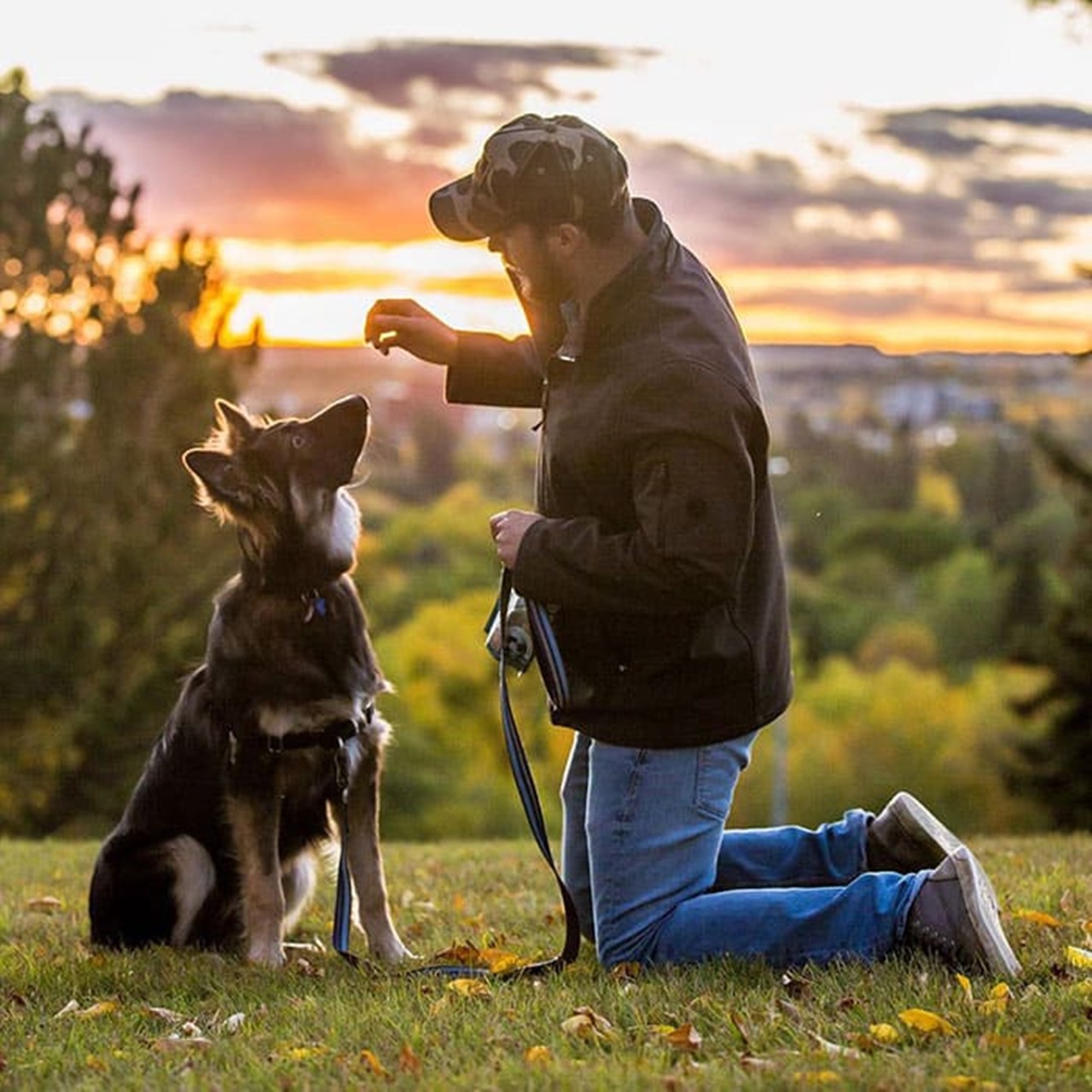 cane sfigurato paesaggio