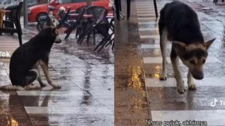 cane che si rincontra con la padrona