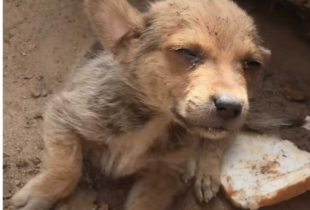 Cane prova a sopravvivere tra i rifiuti