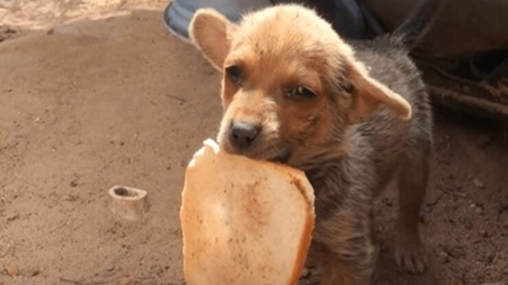 Cane prova a sopravvivere tra i rifiuti