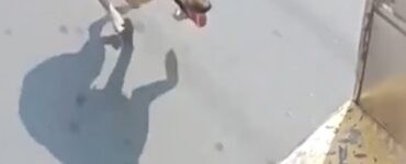 cane stanco corre