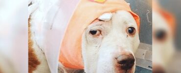 cane subisce fascia