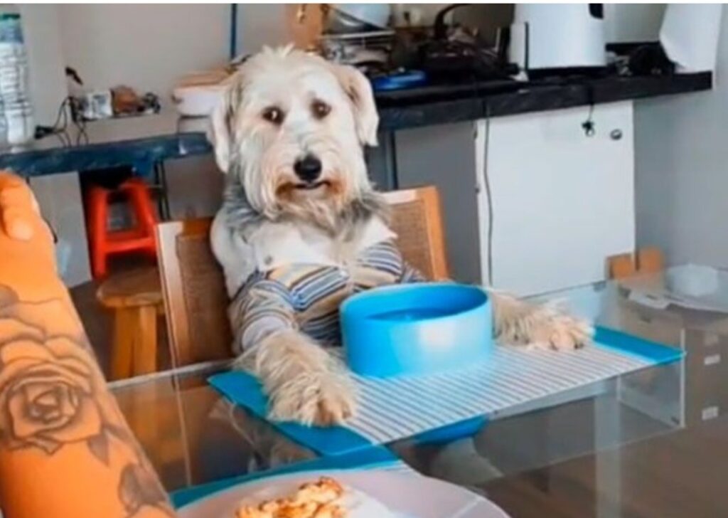 Cane si siede a tavola per mangiare