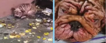 cane vive per strada foglie