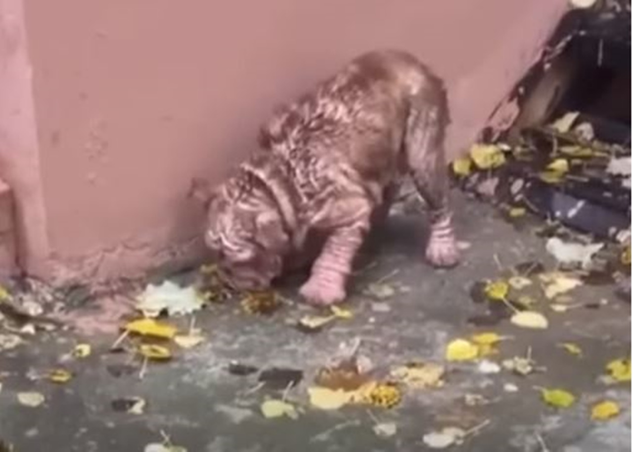 cane vive per strada in piedi