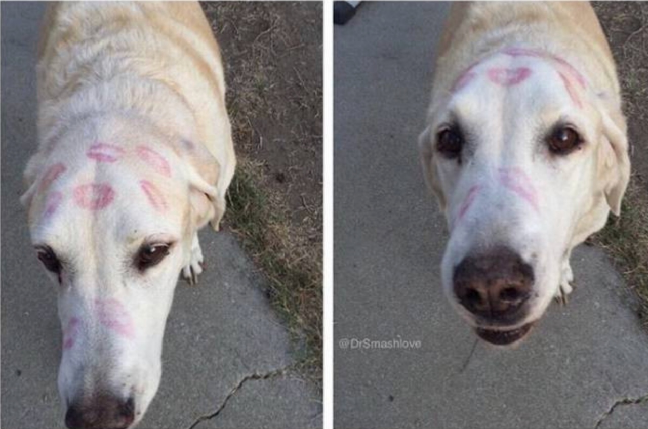 Un cane che ti strapperà un sorriso