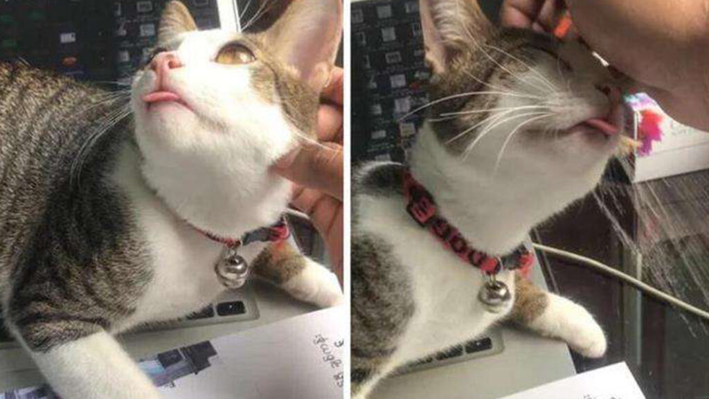 gatto lingua 