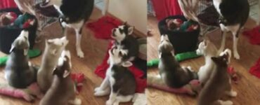 mamma husky insegna ai suoi cuccioli ad ululare
