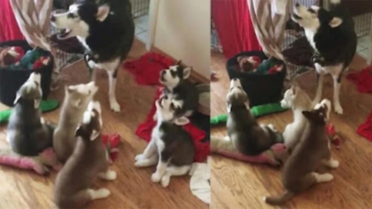 mamma husky insegna ai suoi cuccioli ad ululare