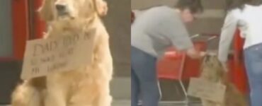 cane con cartello attorno al collo