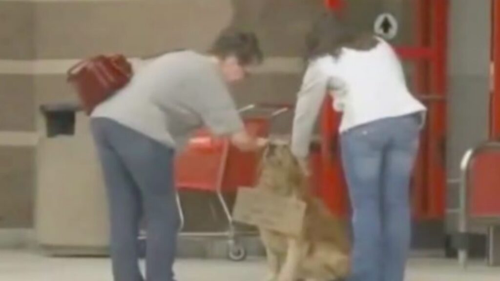 cane con cartello attorno al collo