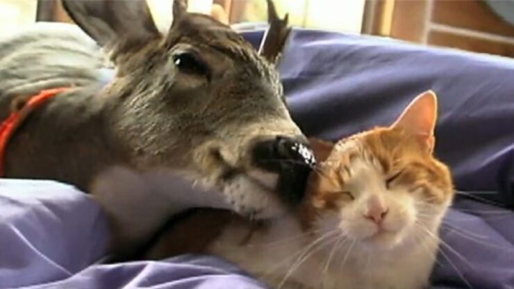 Cervo e gatto amici