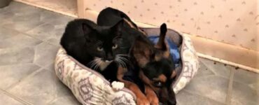 chihuahua migliore amico di un piccolo gattino