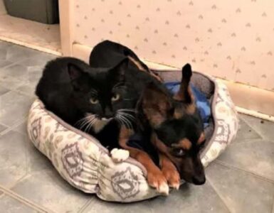 chihuahua migliore amico di un piccolo gattino