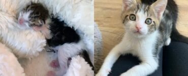 gatto quasi congelato