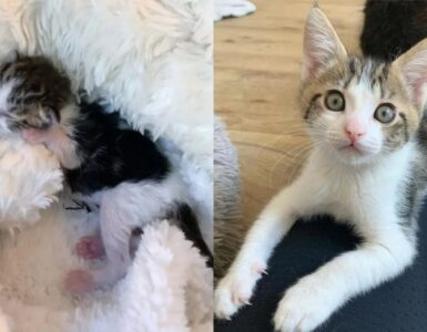 gatto quasi congelato