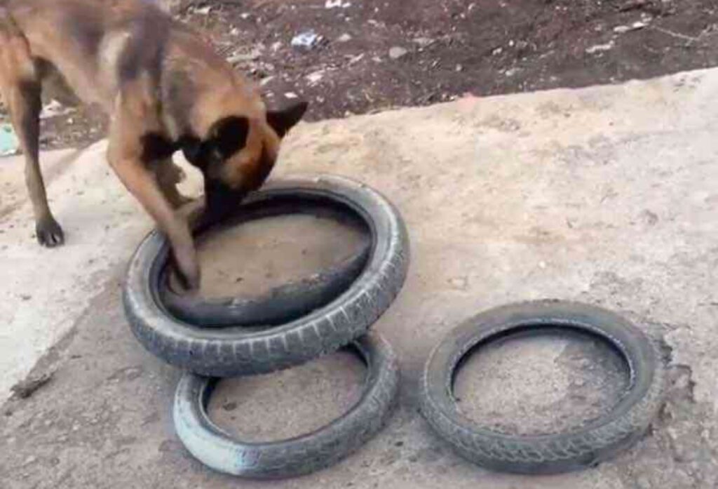 cucciolo accatasta i primi copertoni