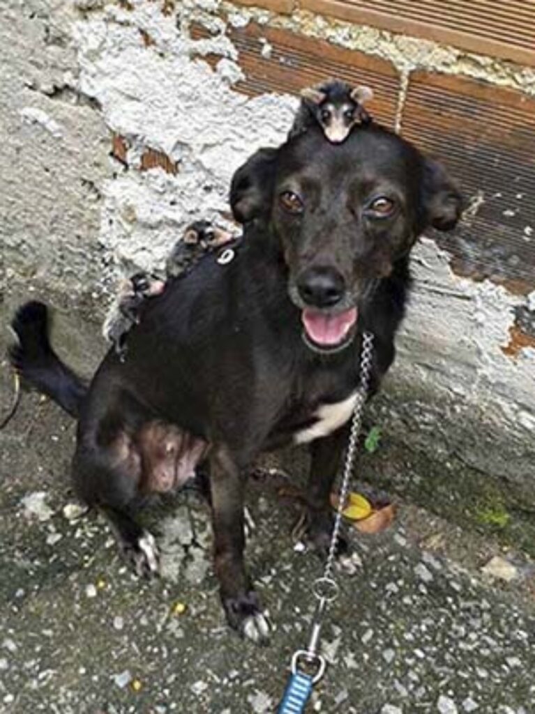 cucciolata di opossum adottata da un cagnolina