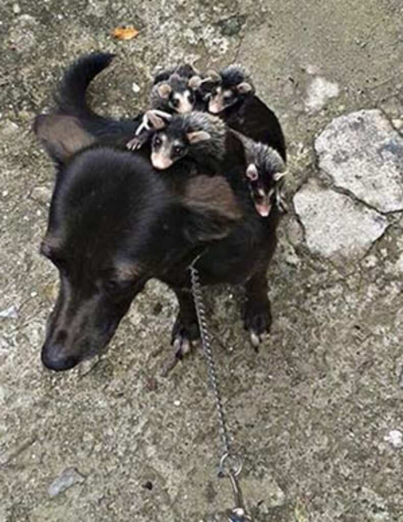 cucciolata di opossum adottata da un cagnolina
