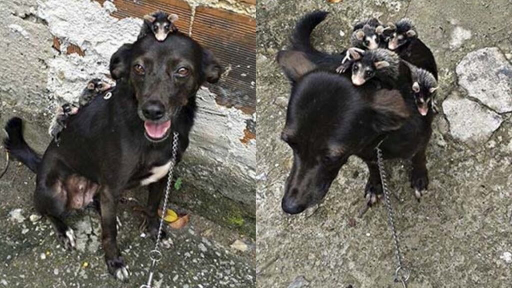 cucciolata di opossum adottata da un cagnolina