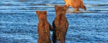 mamma orsa va a caccia mentre i due cuccioli si tengono per mano