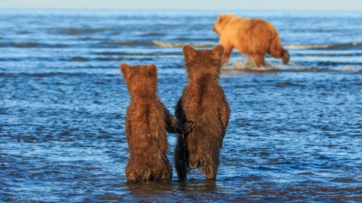 mamma orsa va a caccia mentre i due cuccioli si tengono per mano